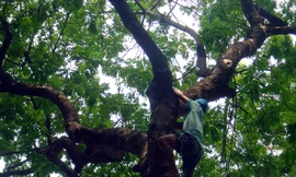 Mạo hiểm nghề leo cây hái sấu