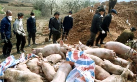 TPHCM không tiếp nhận lợn từ các tỉnh phía Bắc