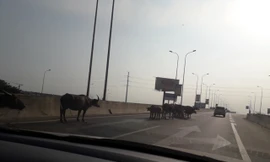 Nhà đầu tư nói về vụ đàn trâu tung tăng trên cao tốc Long Thành - Dầu Giây