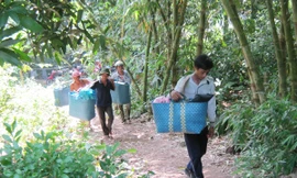 Mười lăm ngày nữa mới thông đường lên núi Cấm