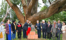 Lễ công nhận cây di sản.