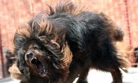 Những con vật cảnh đặc biệt người chơi không tiếc tiền mua