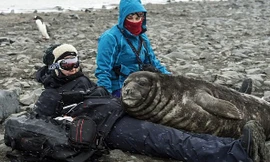  Chú hải cẩu voi nằm trên người Lea. (Nguồn: DM) 