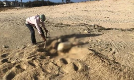 Phát hiện phần thi thể ở Ninh Thuận nghi liên quan vụ chồng phân xác vợ thả xuống biển