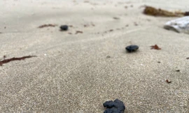 Dầu vón cục lại xuất hiện ở biển Nha Trang, dính đầy vào du khách tắm biển