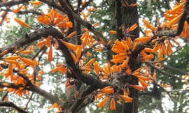 Loài hoa ‘lạ’ mọc trước lăng mộ vua Hùng