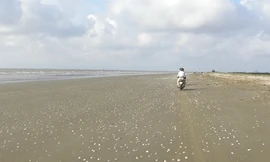 Nghêu chết trắng bãi biển