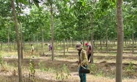 Trồng cao su nhưng lại xâm hại rừng