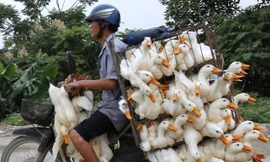 Xe máy chở vịt ở Việt Nam lên báo Mỹ