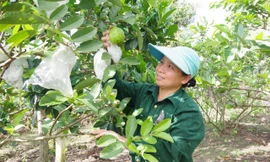 Người lao động thu hoạch ổi được mùa từ nguồn vốn vay Giải quyết việc làm