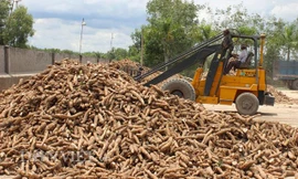 Doanh nghiệp sắn phản ánh chưa được hoàn thuế VAT đến cả nghìn tỷ đồng. Ảnh minh họa