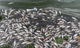 Lại xuất hiện tình trạng cá chết ở hồ Tây