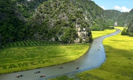 Sắc vàng Tam Cốc - Tràng An: Những khoảnh khắc đẹp như tranh vẽ