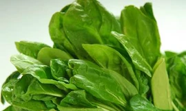 Cây cải bó xôi chữa nhiều bệnh