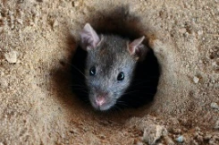 Chuột là mối đe doạ đối với an toàn hàng không