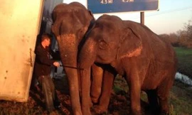 Hai chú voi lấy thân mình đỡ chiếc xe tải 18 bánh khỏi lật.