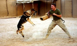 Những siêu 'chiến binh bốn chân' của quân đội Mỹ