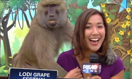 Khỉ cười toe khi sàm sỡ nữ phóng viên xinh đẹp