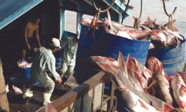 Sắp có đề án cứu doanh nghiệp