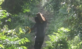 Tận thấy lâm tặc 'khoắng' gỗ quý trong rừng đặc dụng