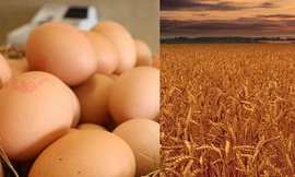 Rất nhiều người Anh nghĩ trứng gà được làm bằng lúa mì