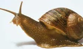 Nuốt ốc sên sống do thách đố, nam thanh niên bị viêm màng não 