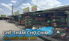Ghé thăm chợ chim trời lớn nhất miền Tây
