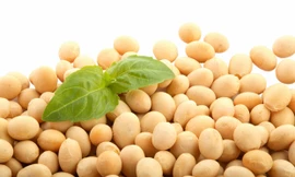 Đậu nành - thực phẩm quý phòng ngừa bệnh cho mọi người