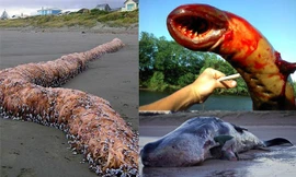 Rùng mình những “quái vật” kỳ dị khổng lồ dưới đáy đại dương 