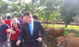 Ông Wilf Blackburn trao bò cho người dân địa phương