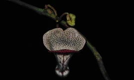 Phát hiện nhiều loài thực vật mới ở Thanh Hóa