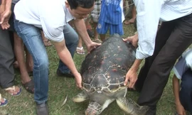 Bản tin 20H: Phát hiện rùa biển quý hiếm nặng 33kg