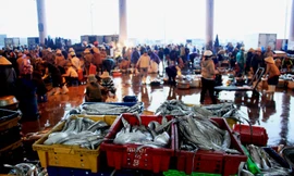 Chợ lao động nơi bến cá ngày cận Tết