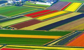 Lung linh muôn sắc hoa tulip