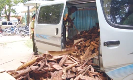 Việc Lâm tặc trúng cây sưa trăm tỷ: Theo dấu tin đồn