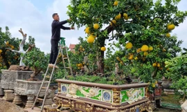 Ngắm cây bưởi trăm tuổi có chậu dát vàng ở Hưng Yên, khách trả nửa tỷ đồng chưa bán