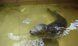 Tận thấy sư tử biển được nuôi nhốt trong bể cạn