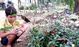 Tiền tỷ bỏ phí bìa rừng