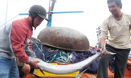 Phí tổn tăng, hải sản lại luôn bị đầu nậu ép giá, khiến ngư dân cầm chắc lỗ. Ảnh: Nguyễn Huy