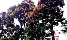 Bỏ qua cảnh báo của Tổ chức bảo tồn thiên nhiên thế giới