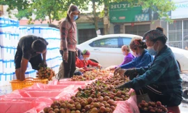 Đóng gói vải thiều tại một điểm thu mua ở Lục Ngạn (Bắc Giang)