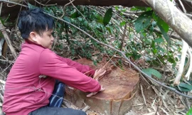 Nhiều cây gỗ táu rừng đặc dụng Tây Yên Tử thuộc địa bàn xã An Lạc (huyện Sơn Động) bị lâm tặc khai thác trái phép Ảnh: Nguyễn Thắng