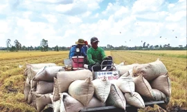 Nông dân thu hoạch lúa tại HTX Mỹ Đông 2