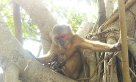 Chú khỉ tội nghiệp đã mất bàn chân vì dính bẫy kẹp trên bán đảo Sơn Trà (Đà Nẵng) Ảnh: An Bình 