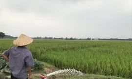 Trường đua ngựa trăm triệu USD đang ở đâu? 