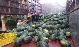 Dưa hấu trên những chuyến xe hỗ trợ tiêu thụ ở Hà Nội. Ảnh: Hoàng Mạnh Thắng 