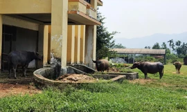 Khu điều hành thuộc dự án nhà máy xi măng trị giá đầu tư tiền tỷ thành nơi nuôi nhốt trâu bò của dân địa phương 