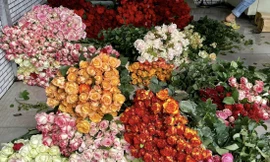 Giá hoa Đà Lạt tăng cao trước lễ 20/10