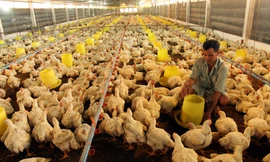 Chăn nuôi bên bờ vực phá sản