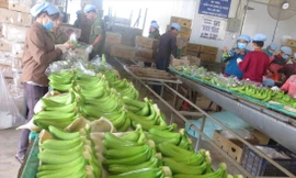 Doanh nghiệp xuất khẩu nông sản: Linh hoạt, thích ứng với thị trường